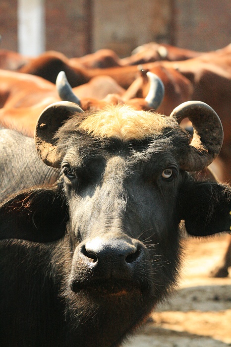 University Cattle Farm - Faisalabad
<br>
Photo: Robert Downie - Feb 2007 (EOS 400D)