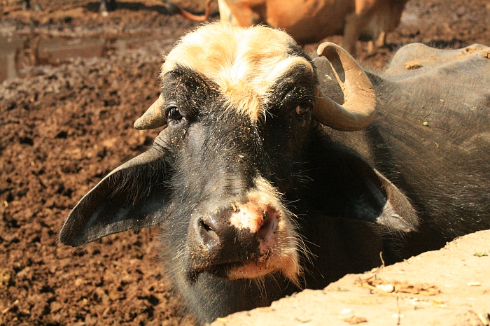 University Cattle Farm - Faisalabad
<br>
Photo: Robert Downie - Feb 2007 (EOS 400D)