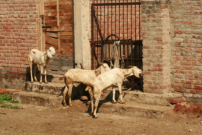 University Cattle Farm - Faisalabad
<br>
Photo: Robert Downie - Feb 2007 (EOS 400D)
