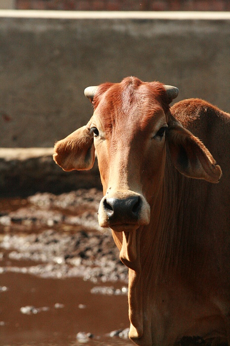University Cattle Farm - Faisalabad
<br>
Photo: Robert Downie - Feb 2007 (EOS 400D)