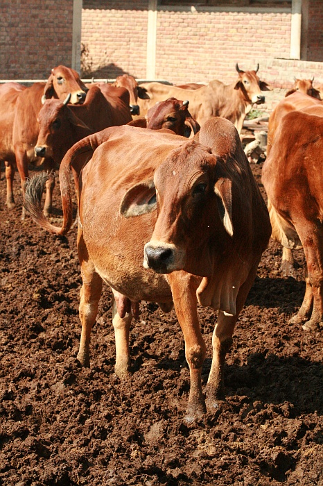 University Cattle Farm - Faisalabad
<br>
Photo: Robert Downie - Feb 2007 (EOS 400D)