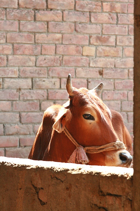 University Cattle Farm - Faisalabad
<br>
Photo: Robert Downie - Feb 2007 (EOS 400D)