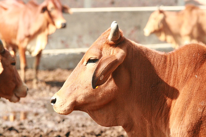University Cattle Farm - Faisalabad
<br>
Photo: Robert Downie - Feb 2007 (EOS 400D)