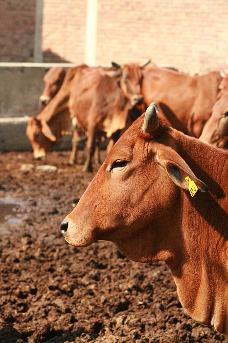 University Cattle Farm - Faisalabad
<br>
Photo: Robert Downie - Feb 2007 (EOS 400D)