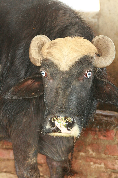 University Cattle Farm - Faisalabad
<br>
Photo: Robert Downie - Feb 2007 (EOS 400D)