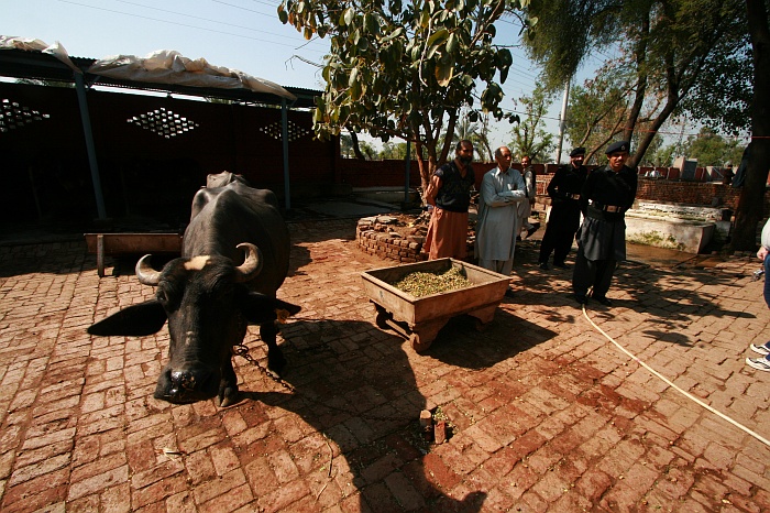 University Cattle Farm - Faisalabad
<br>
Photo: Robert Downie - Feb 2007 (EOS 400D)