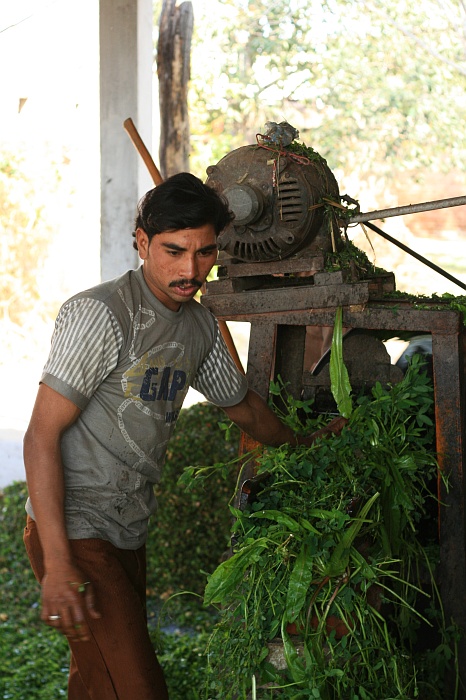 University Cattle Farm - Faisalabad
<br>
Photo: Robert Downie - Feb 2007 (EOS 400D)