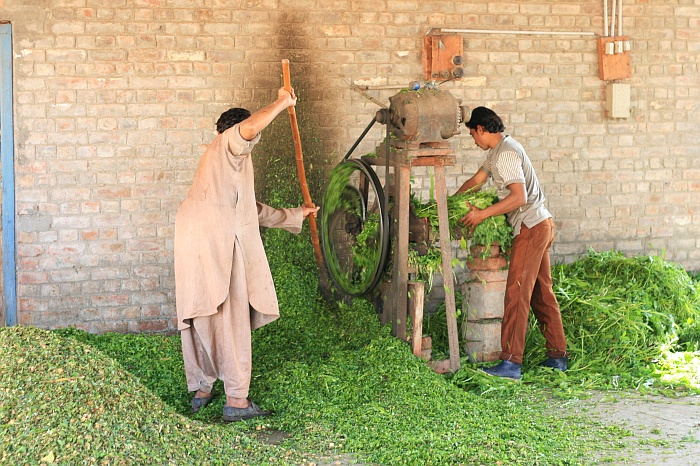 University Cattle Farm - Faisalabad
<br>
Photo: Robert Downie - Feb 2007 (EOS 400D)