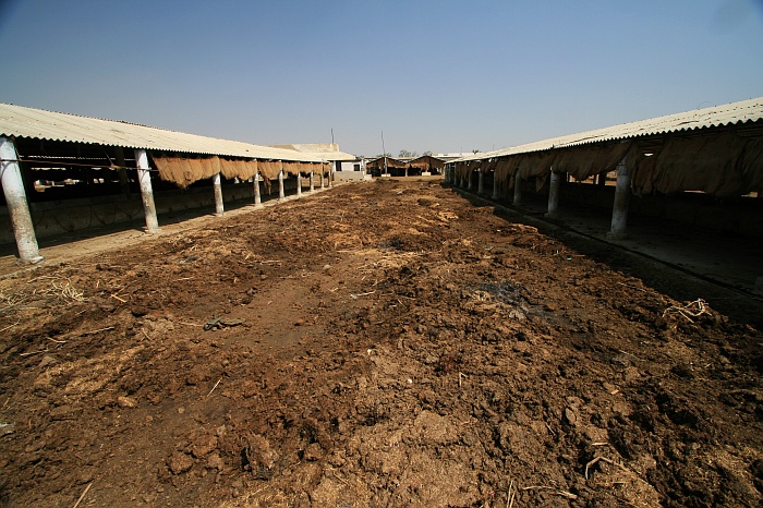 Buffalo Sheds - Cattle Colony - Karachi
<br>
Photo: Robert Downie - Feb 2007 (EOS 400D)
