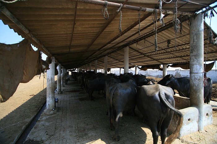 Buffalo Shed - Cattle Colony - Karachi
<br>
Photo: Robert Downie - Feb 2007 (EOS 400D)