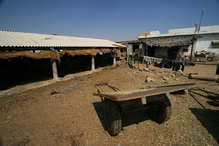 Buffalo Sheds - Cattle Colony - Karachi
<br>
Photo: Robert Downie - Feb 2007 (EOS 400D)