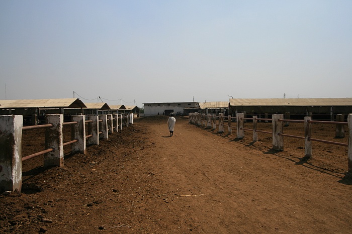 Cattle Colony - Karachi
<br>
Photo: Robert Downie - Feb 2007 (EOS 400D)