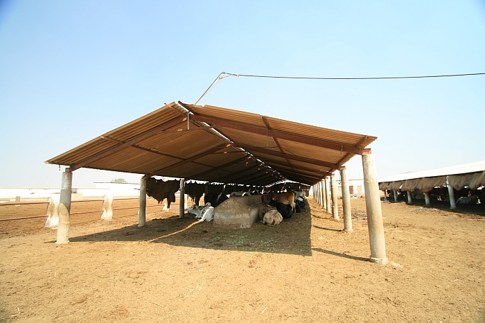 Buffalo Shed - Cattle Colony - Karachi
<br>
Photo: Robert Downie - Feb 2007 (EOS 400D)