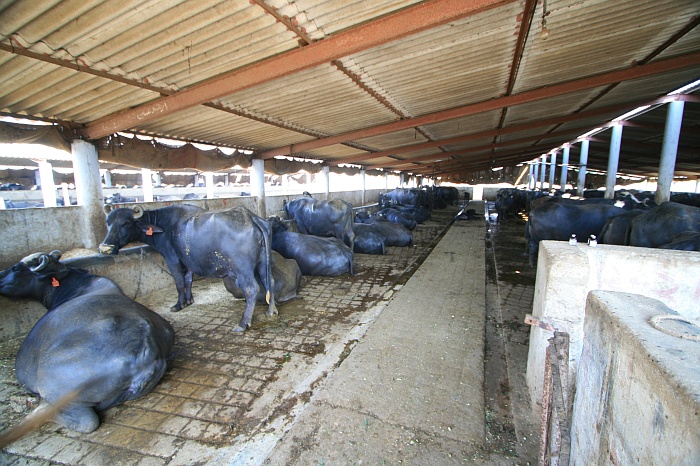 Buffalo Shed - Cattle Colony - Karachi
<br>
Photo: Robert Downie - Feb 2007 (EOS 400D)