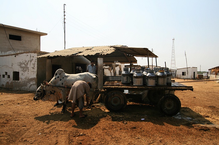 Milk Shed - Cattle Colony - Karachi
<br>
Photo: Robert Downie - Feb 2007 (EOS 400D)