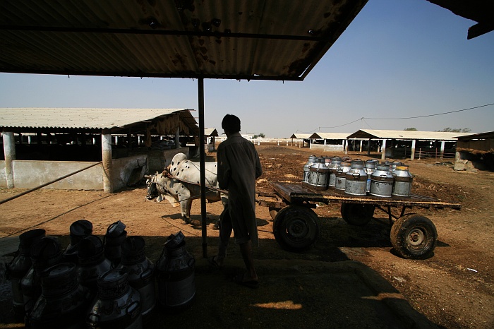 Cattle Colony - Karachi
<br>
Photo: Robert Downie - Feb 2007 (EOS 400D)