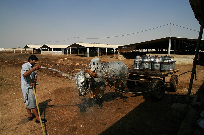 Milk Van - Cattle Colony - Karachi
<br>
Photo: Robert Downie - Feb 2007 (EOS 400D)