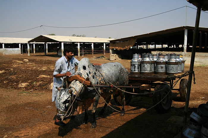 Milk Van - Cattle Colony - Karachi
<br>
Photo: Robert Downie - Feb 2007 (EOS 400D)