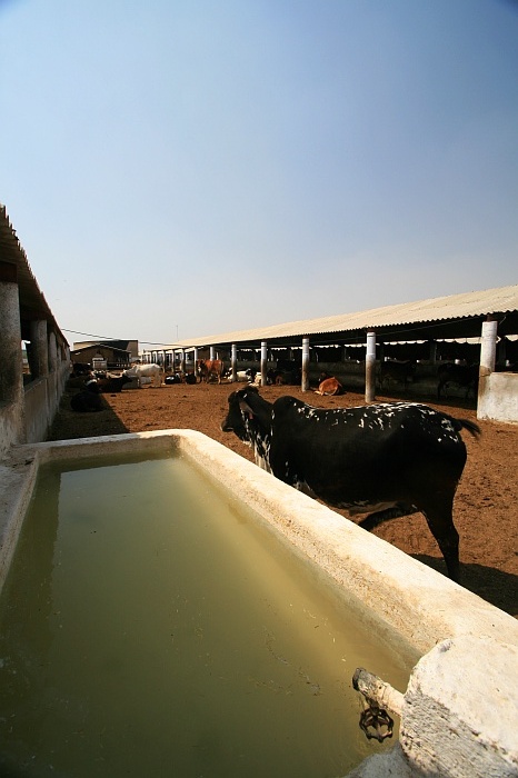 Cattle Colony - Karachi
<br>
Photo: Robert Downie - Feb 2007 (EOS 400D)
