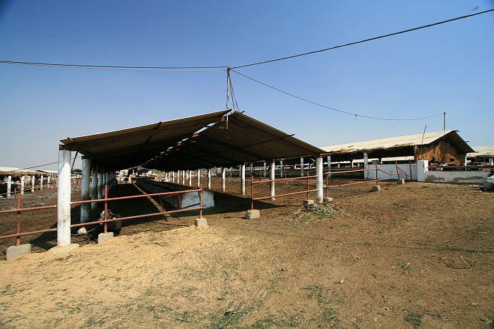 Cattle Colony - Karachi
<br>
Photo: Robert Downie - Feb 2007 (EOS 400D)