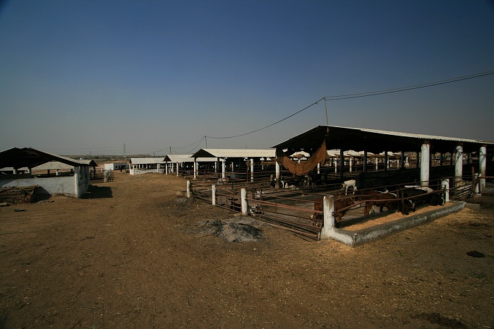 Cattle Colony - Karachi
<br>
Photo: Robert Downie - Feb 2007 (EOS 400D)
