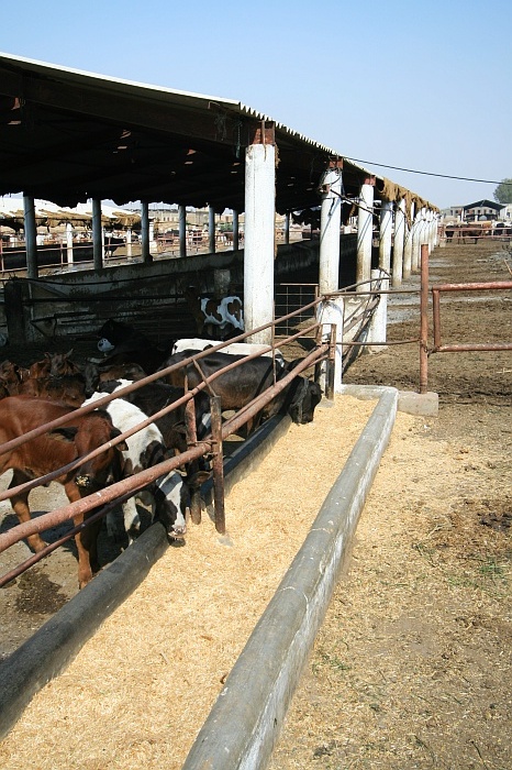 Cattle Colony - Karachi
<br>
Photo: Robert Downie - Feb 2007 (EOS 400D)