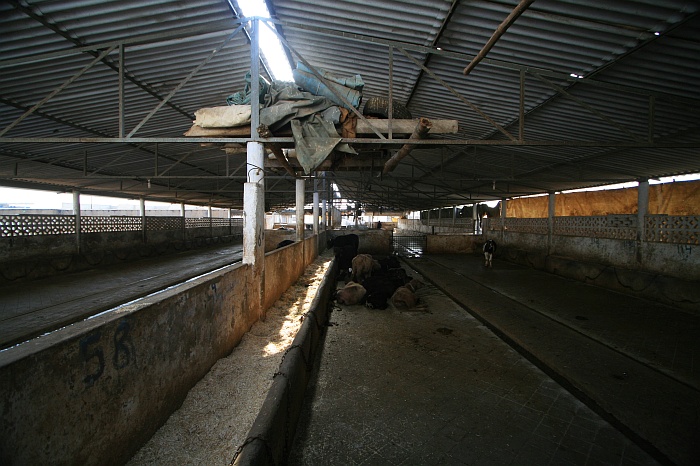 Cattle Colony - Karachi
<br>
Photo: Robert Downie - Feb 2007 (EOS 400D)