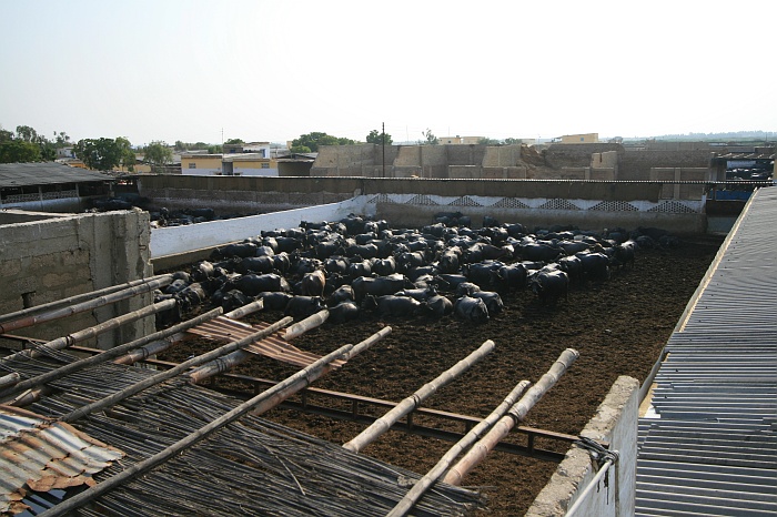 Cattle Colony - Karachi
<br>
Photo: Robert Downie - Feb 2007 (EOS 400D)