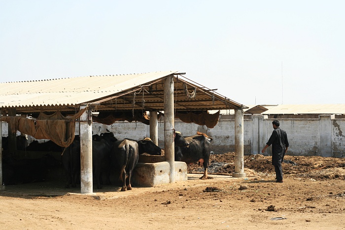 Buffalo - Cattle Colony - Karachi
<br>
Photo: Robert Downie - Feb 2007 (EOS 400D)
