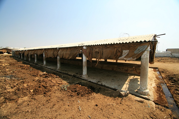Buffalo Shed - Cattle Colony - Karachi
<br>
Photo: Robert Downie - Feb 2007 (EOS 400D)