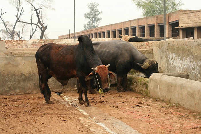 Sahiwal Cattle - Okara Research Centre
<br>
Photo: Robert Downie - Feb 2007 (EOS 400D)