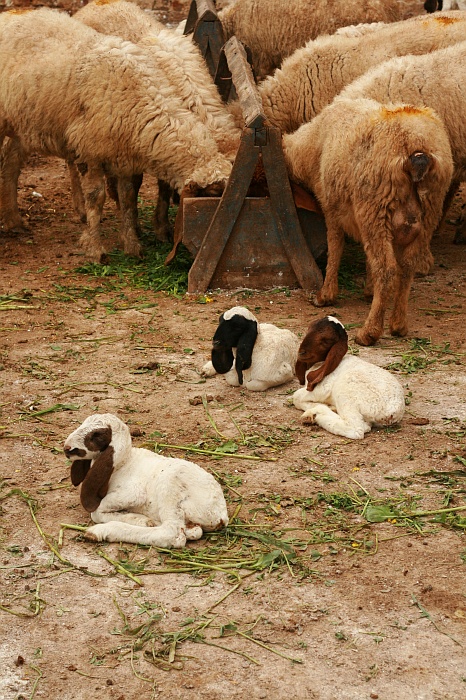 Okara Research Centre
<br>
Photo: Robert Downie - Feb 2007 (EOS 400D)