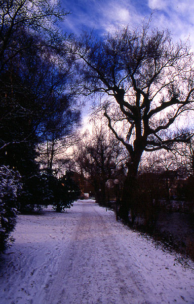 The morning walk to work at the EAWAG
<br>
Photo: Robert Downie - December 2001 (EOS 300) 