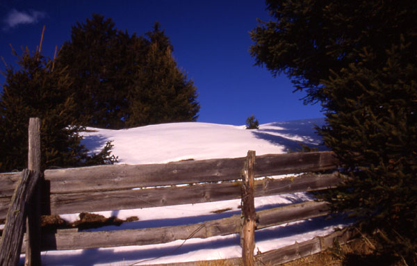 Cow paddock - Valbella
<br>
Photo: Adriana Thomson - February 2002 (EOS 300) 