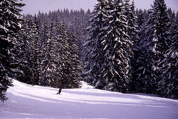 Ady dwarfed by the trees low down on the slopes (Blue 56) - Valbella
<br>
Photo: Robert Downie - February 2002 (EOS 300) 