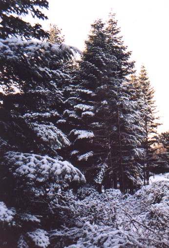 Uluda?
<br>
Photo: Robert Downie - January 2001 (EOS 300)