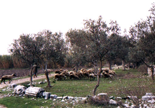 Miletus
<br>
Photo: Robert Downie - January 2001 (EOS 300)