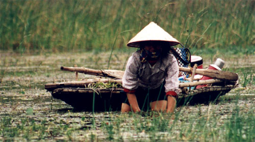 Rice paddy somewhere north-west of Hanoi
<br>
Photo: Robert Downie - December 1998 (EOS IX) 