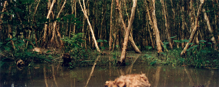 Swamp surrounding old Viet Cong bunkers - Mekong Delta
<br>
Photo: Robert Downie - December 1998 (EOS IX) 